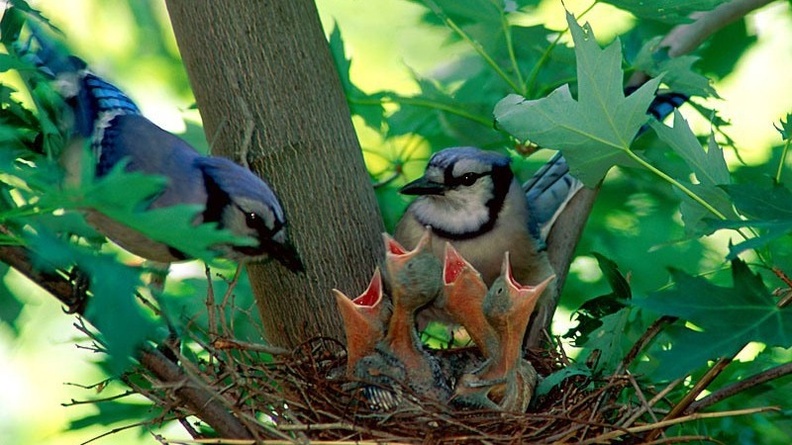 Spring, A New Beginning